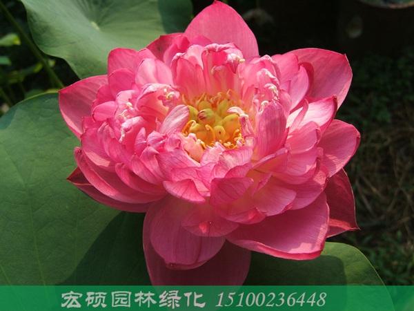 安新县宏硕园林绿化工程